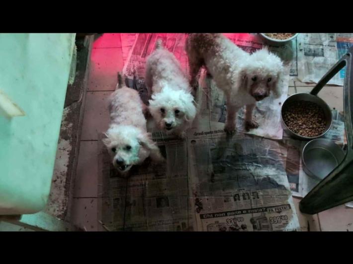 La nuova frontiera degli ecoreati, il traffico dei barboncini