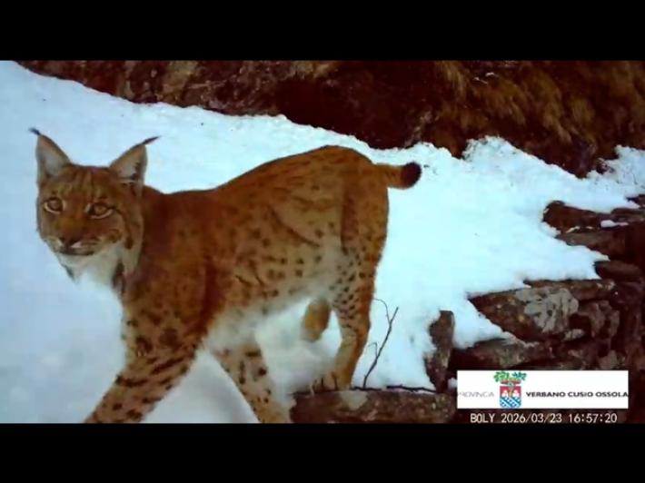 Torna a farsi vedere la lince in val d'Ossola, il felino ripreso in un video