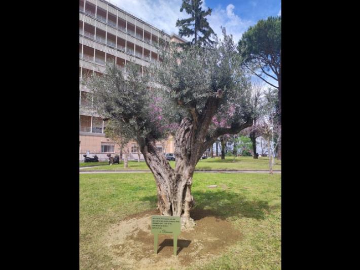 Al Monaldi un ulivo in ricordo del piccolo Domenico, assente la famiglia
