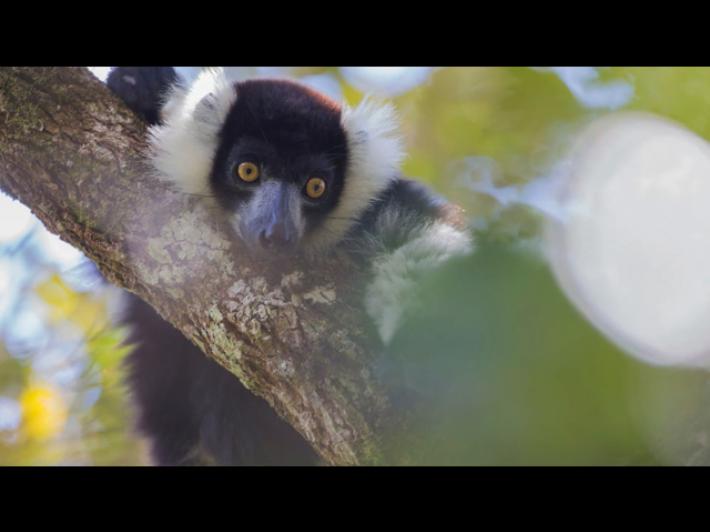 L'Universit&agrave; di Torino ascolta i lemuri nella foresta pluviale con l'Ia