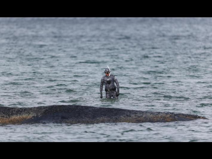 Nuovo tentativo di salvataggio della balena incagliata nel mar Baltico