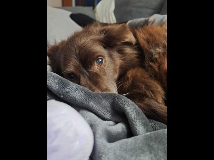 Denuncia Leal per 'il cane investito volontariamente ad Arezzo'