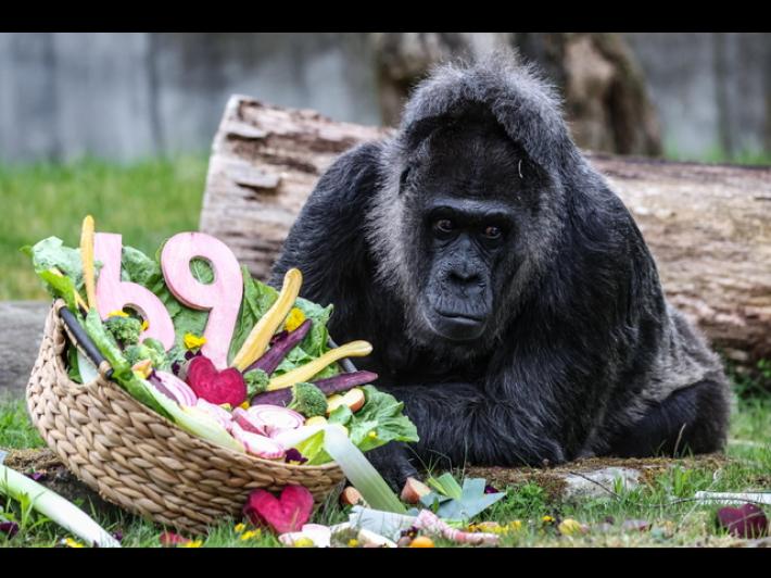 Compleanno da record allo zoo di Berlino, la gorilla Fatou compie 69 anni