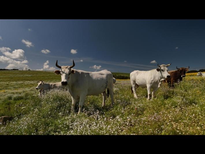 Agricoltore in ospedale, sindaco obbligato ad accudire 11 vacche