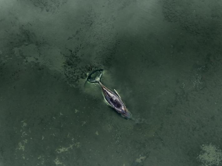 La megattera nel Baltico ancora in agonia, fra le proteste