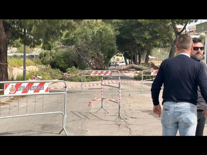 Ragazzina morta schiacciata da albero nel Barese: cinque indagati