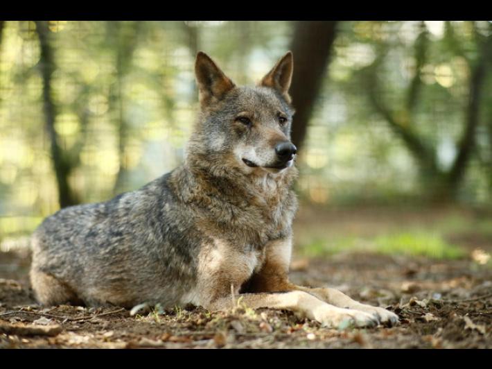 Cinque lupi trovati morti in Abruzzo, Parco 'ipotesi avvelenamento'