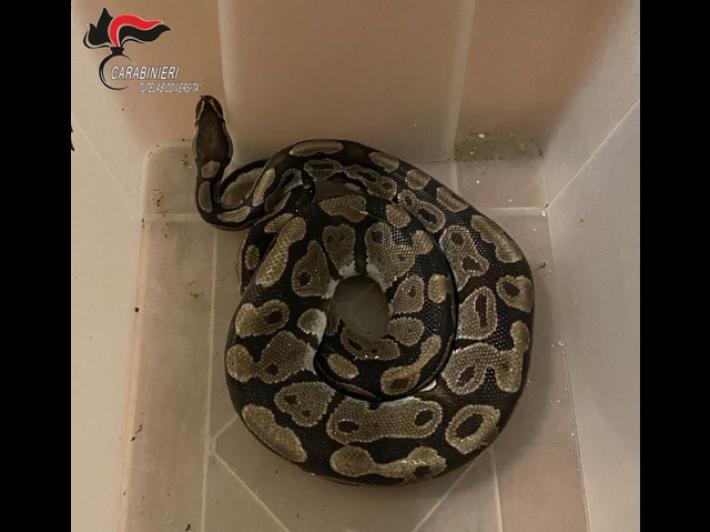 Un pitone reale recuperato nelle campagne di Lugo nel Ravennate