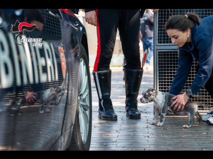 Traffico illecito di cuccioli, sequestrati 19 cani, denunciate due persone