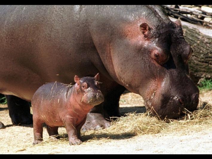 Colombia, stop al piano per abbattere gli ippopotami di Escobar