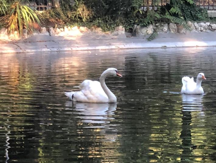 &laquo;Il cigno Pippo sta male, lasciatelo tranquillo&raquo;