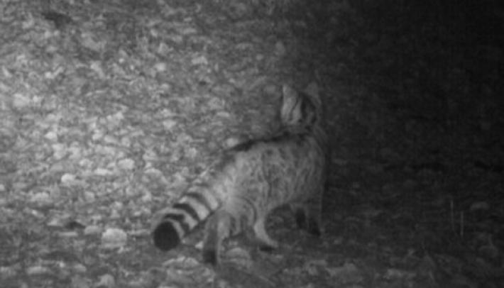 Primo avvistamento gatto selvatico del Trentino orientale