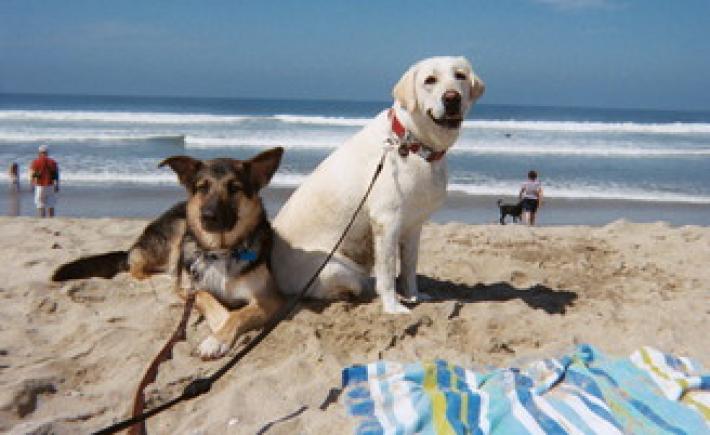 Riccione: bagni in mare per i cani in tre spiagge libere (in fasce orarie)