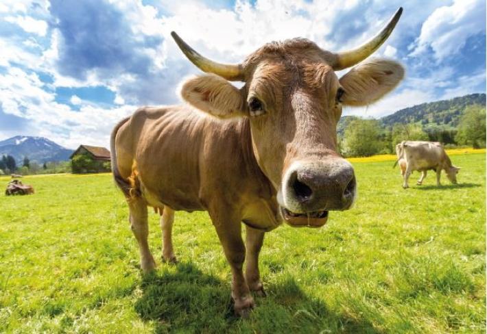 Agricoltura e allevamento: l&rsquo;Italia &egrave; sempre pi&ugrave; biologica