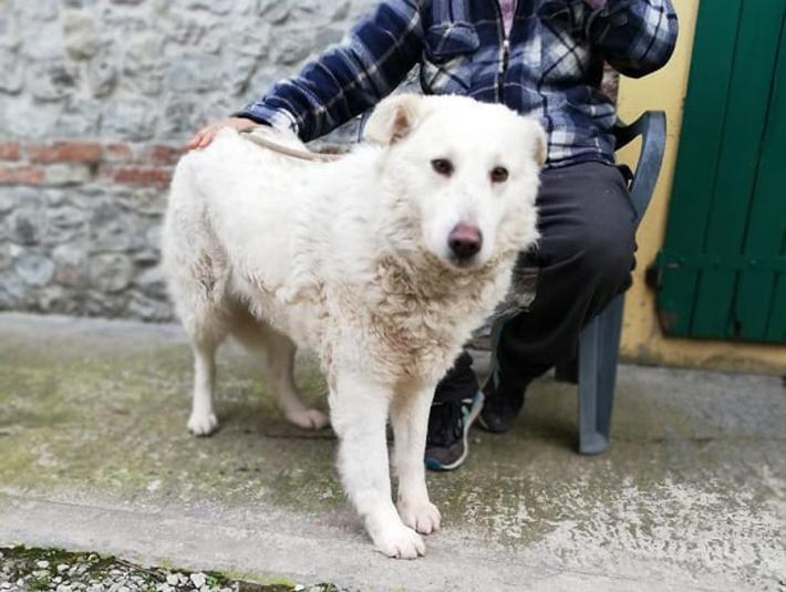 Appello per la dolce Laika 