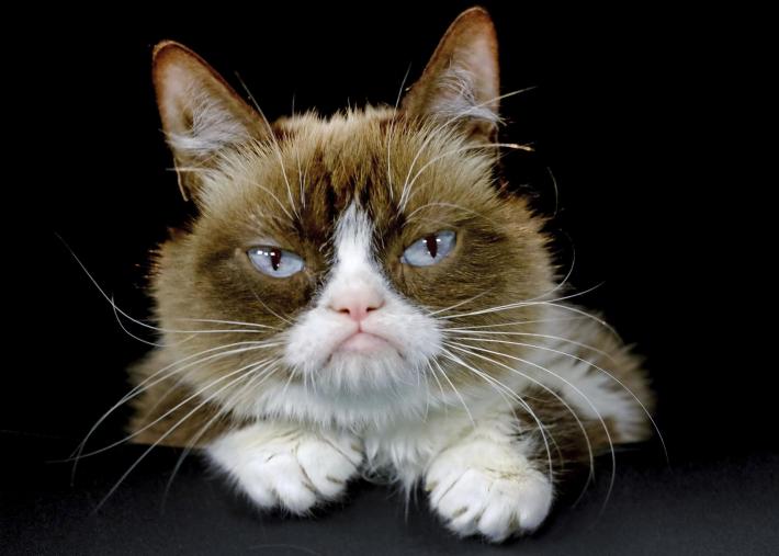 E' morto Grumpy Cat