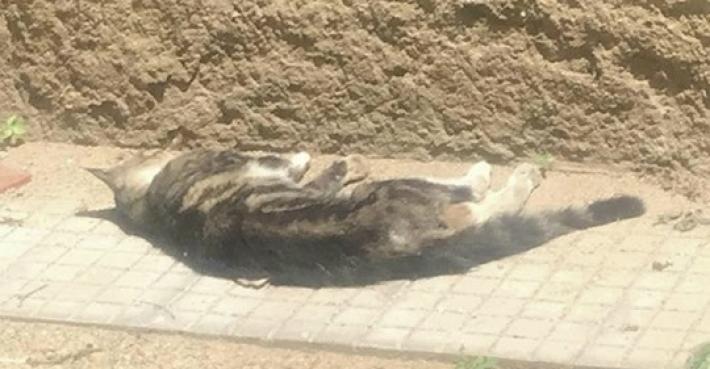 Gattino  ucciso a bastonate in aula davanti ai bimbi di una scuola elementare