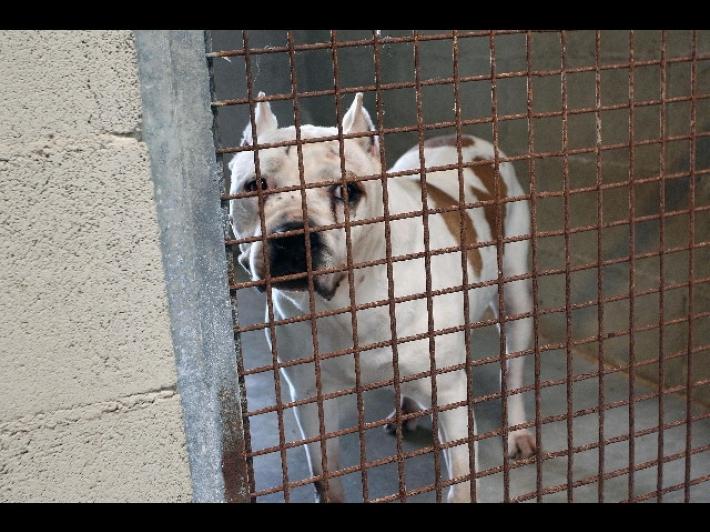 Viminale, controlli su canili-lager