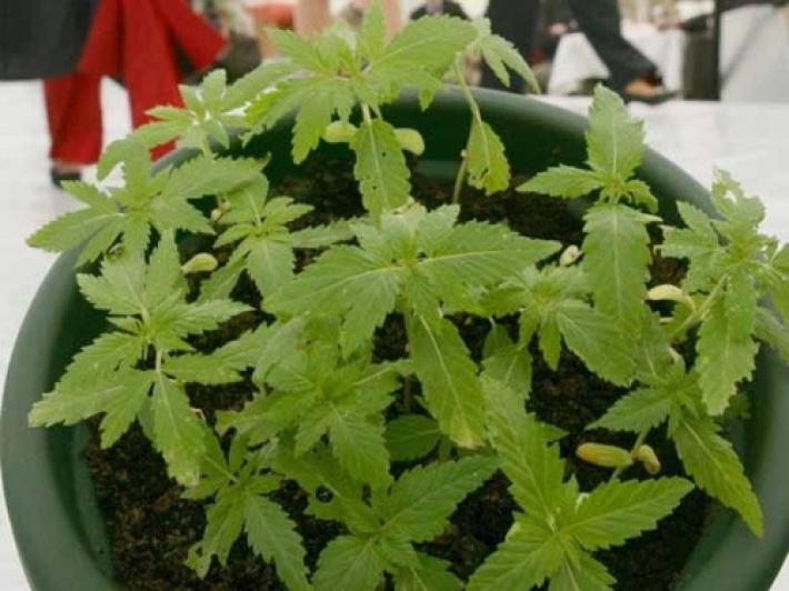 Fiumi di droga nascosta a Massa, Sarzana e Cinquale per lo spaccio nel Centro-Nord: chiesti 130 anni di carcere per 18 persone