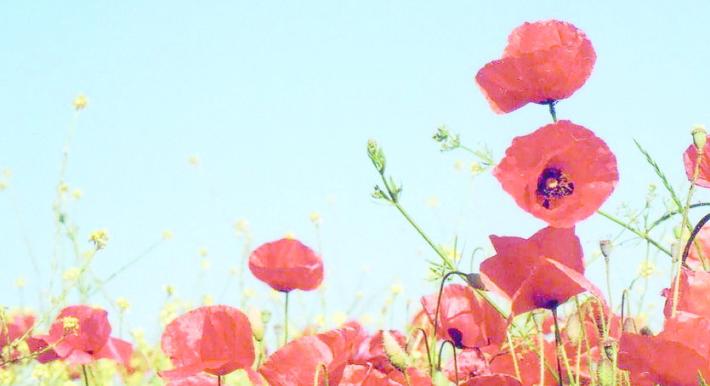 La ricetta 'green' - Polpette ai semi di papavero 