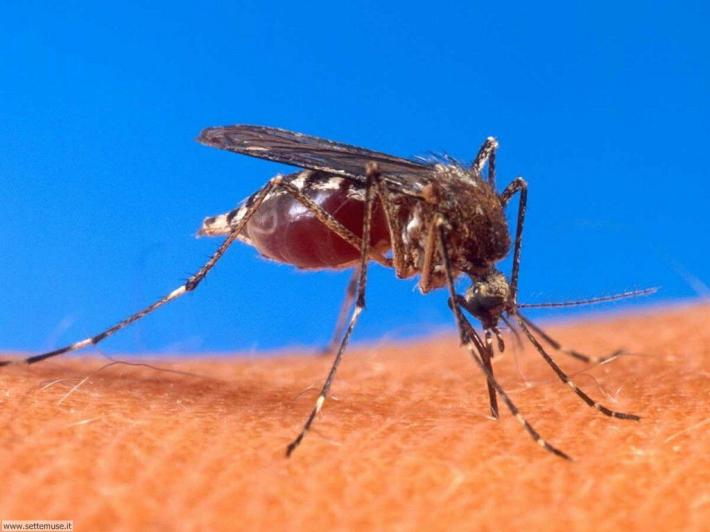 Prevenzione della Dengue: la Regione stanzia oltre un milione di euro per la lotta alle zanzare