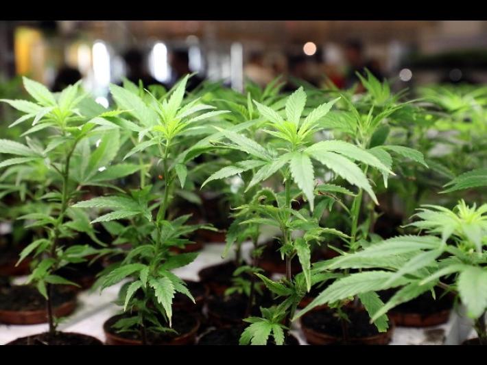 Cannabis, un commerciante di Sanremo propone la class action 