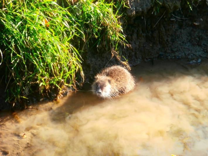 Una nutria curiosa a Panocchia
