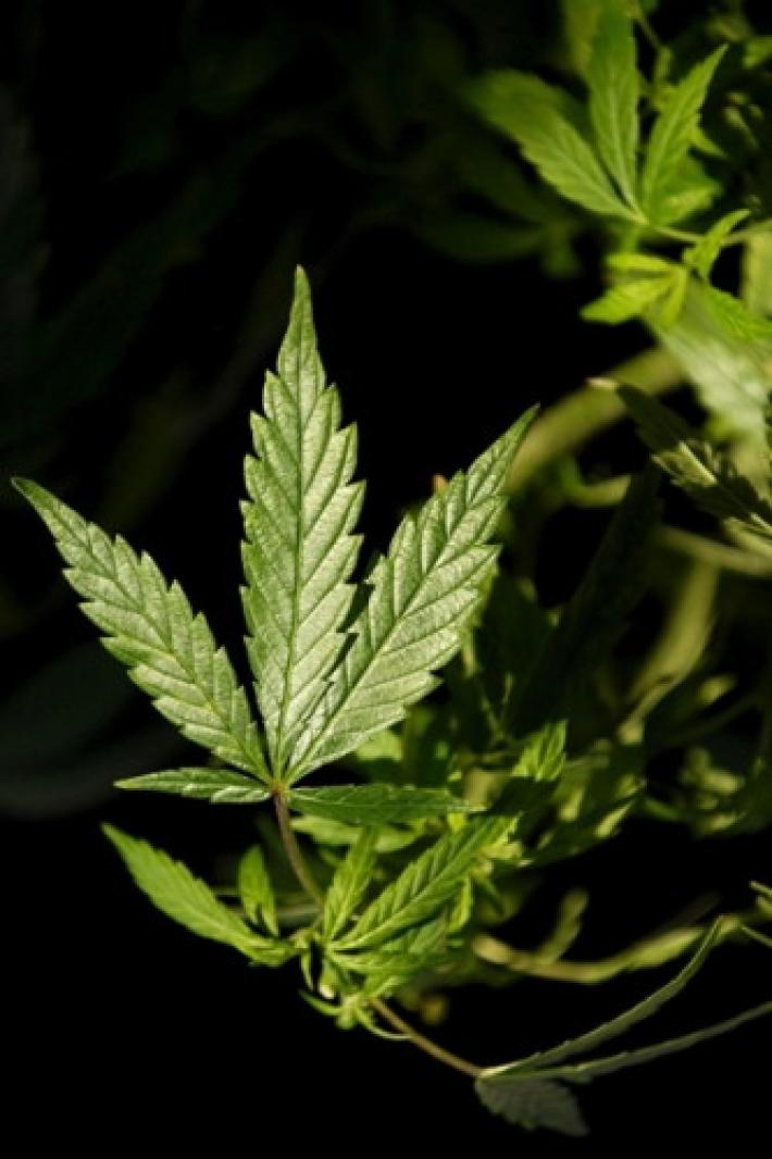 Bambina ingerisce marijuana: &egrave; in coma farmacologico a Cosenza 