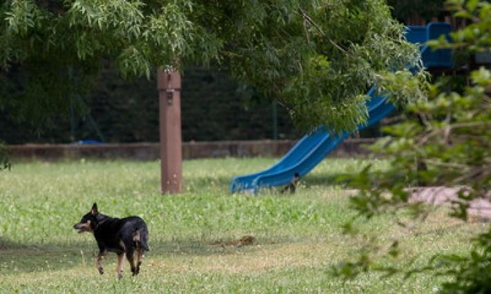 Traversetolo,  cane senza guinzaglio? Multa da 150 euro