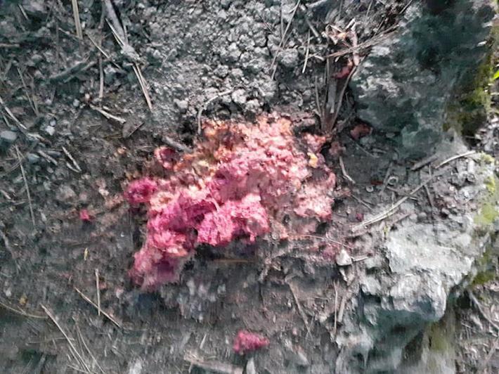 Bocconi avvelenati al Parco dei Cigni a Salso: cane salvato in extremis