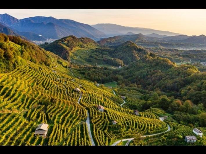 Caldo, i vigneti resistono ma &egrave; incognita per la vendemmia