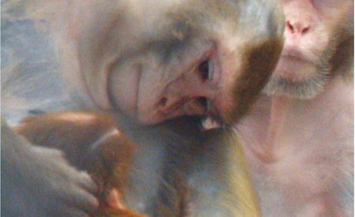 Macachi, le polemiche sulla sperimentazione rimbalzano in citt&agrave;