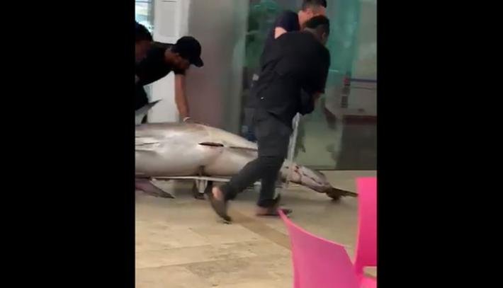 Trascinano tonno dentro ristorante e poi in ascensore, video all'Asl e lo chiude - Video