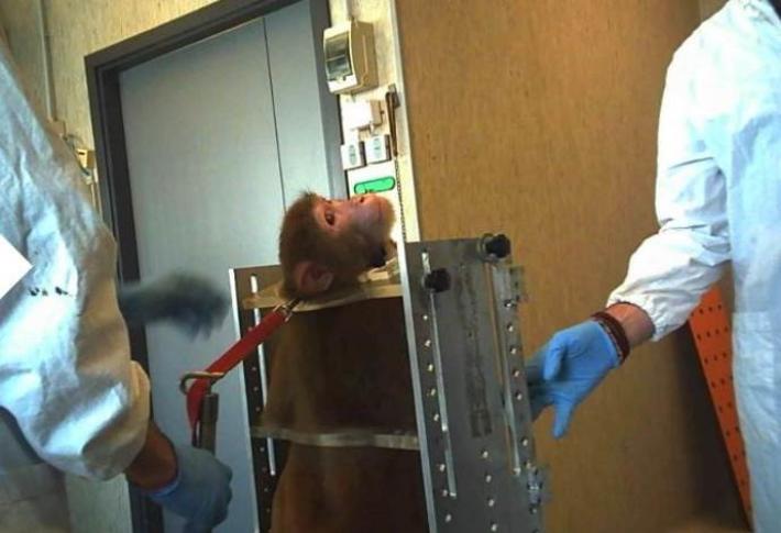 Sperimentazione animale? Risultati solo da quella &laquo;human based&raquo;   