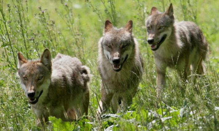 Ispra stima aumento popolazione lupi in Italia, oltre 3.300 