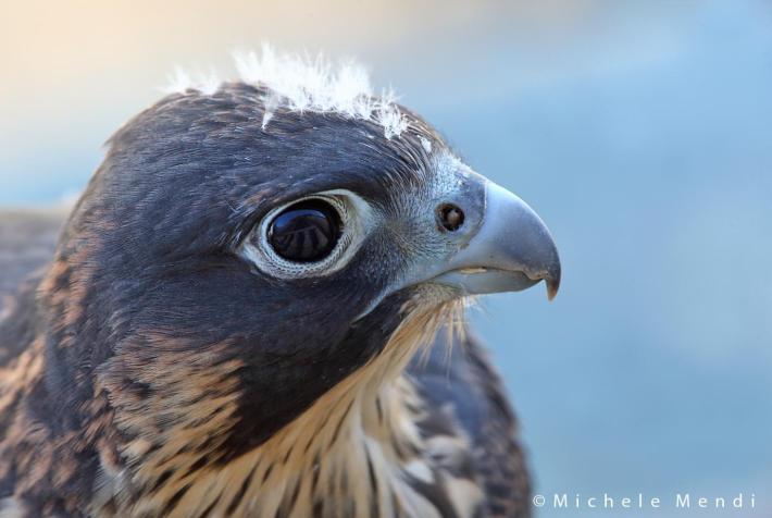 Falco ferito nel Cremonese, un paese si mobilita e lo salva