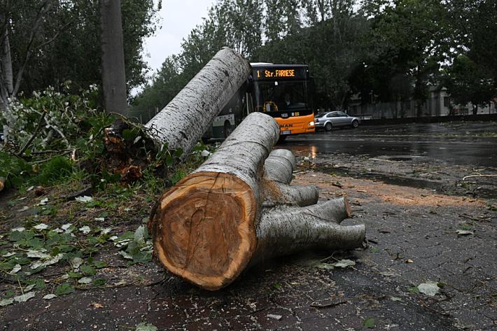 Al via l'abbattimento dei pioppi in viale Villetta