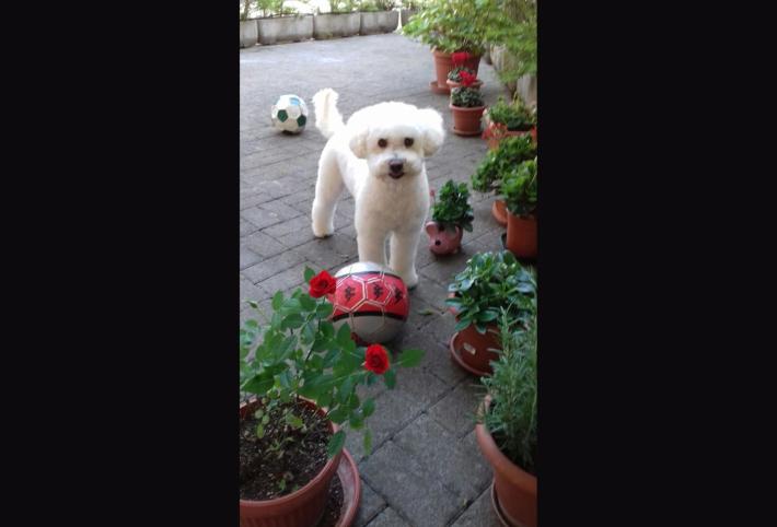 Con una foto del tuo amico peloso puoi combattere la piaga dell'abbandono