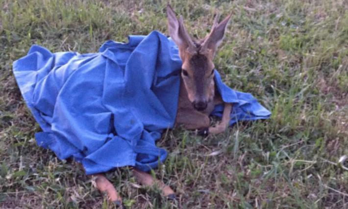 Chi chiami per salvare un animale selvatico?