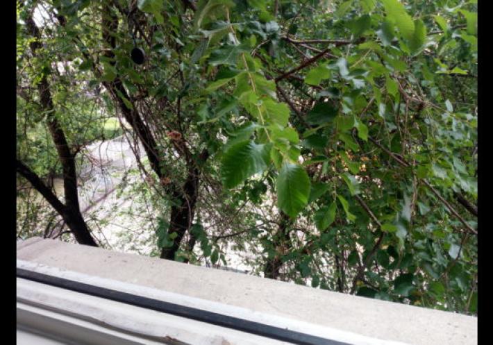 "Prigioniero della pianta"? C'&egrave; il difensore civico