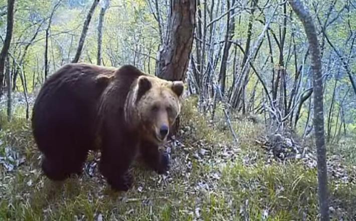 L'Orso M49 catturato e rinchiuso in un recinto. Ma riesce a 'evadere'