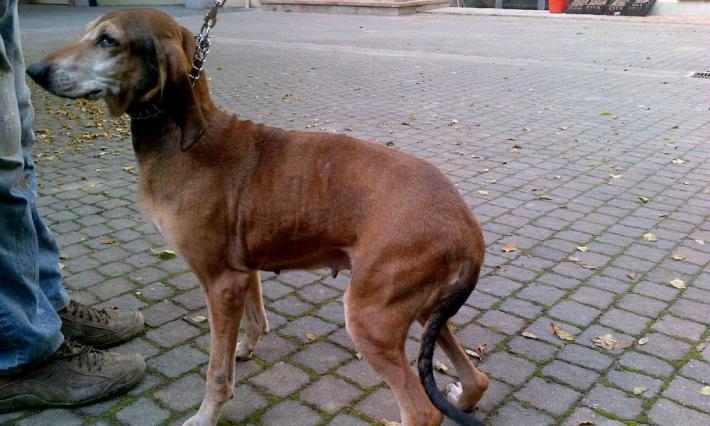 Segugio azzannato da un lupo