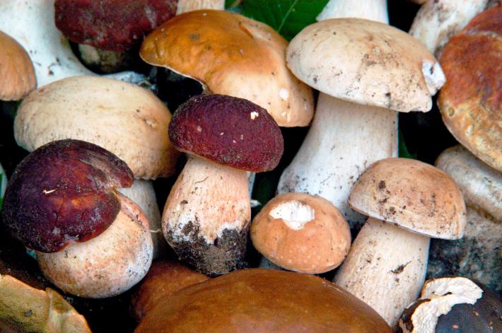 Lite per cercare funghi finisce a bastonate in Valtellina 