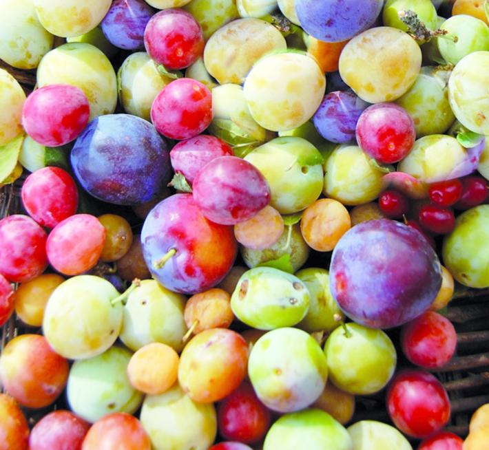 La ricetta 'green' - Dolce di susine