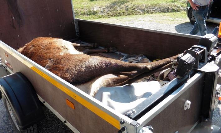 Bracconieri sparano a un cervo e gli tagliano la testa