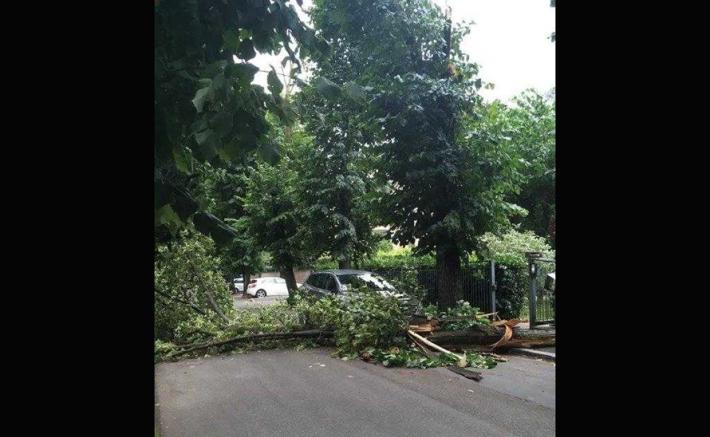 Via Raschi, cade un albero - Foto 