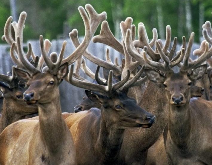 Oltre 150 renne morte annegate nel nord della Norvegia