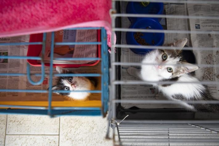 Roberti: "In 3 anni morti  391 gatti e 23 cani che si trovavano nel gattile e nel canile.  Perch&eacute; non &egrave; stata fatta un'inchiesta?"