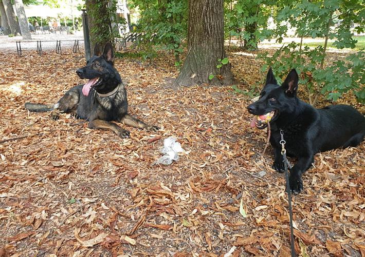 Jago e Irvin tornano a fiutare tra parchi, Pablo e San Leonardo