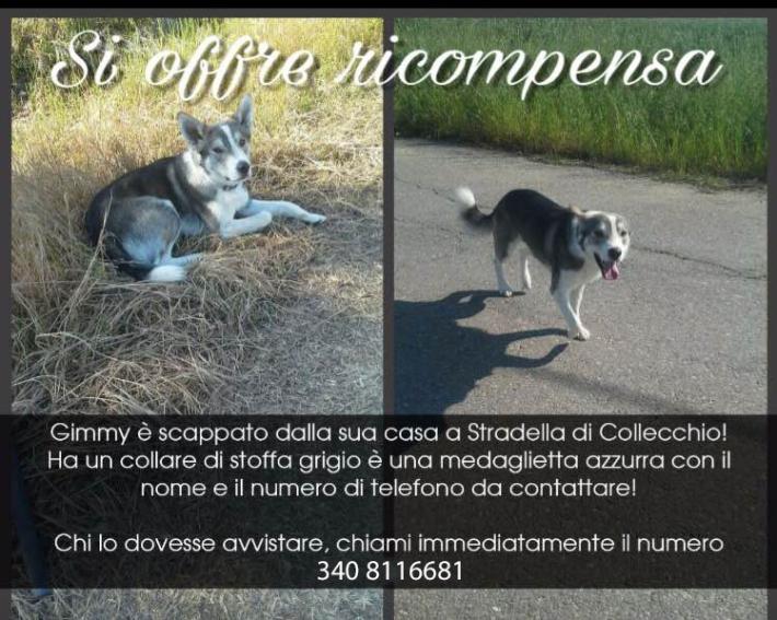 Si &egrave; perso Gimmy: qualcuno lo ha visto? 